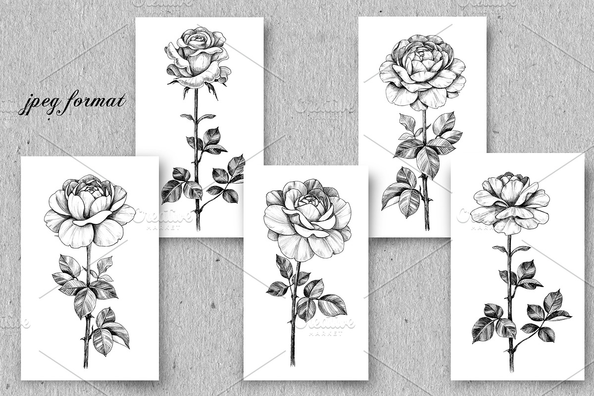 Elegant Roses Arrangements, a Decorative Illustration by Valentyna Smordova (Photo 7 of 13)