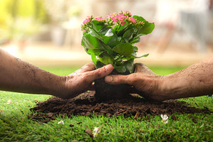 Hands Transplanting Flowering Plant into Garden Soil, a Nature Photo by Davizro's Market