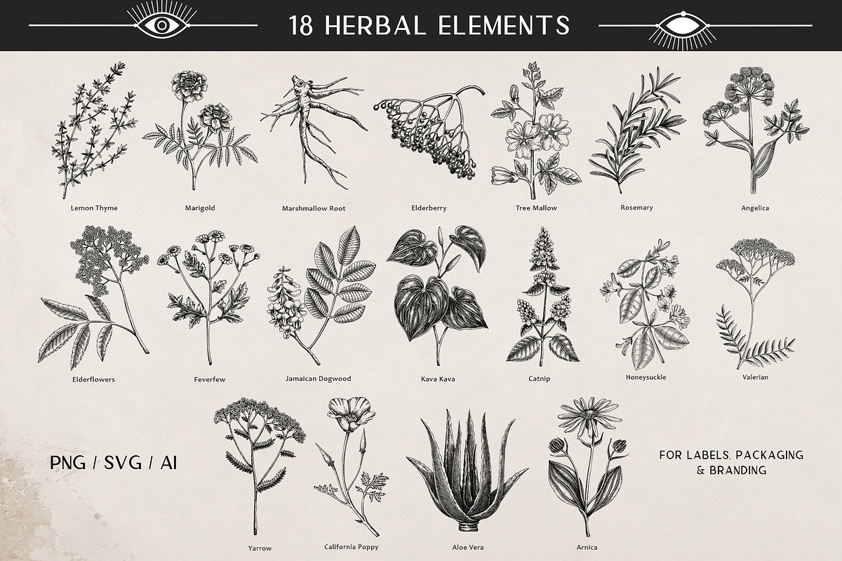 Vintage Apothecary Branding Bundle, a Healthcare Illustration by Yevheniia (Photo 4 of 11)