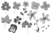 Pressed Flowers Photoshop Brushes, a Brush Add-On by Little Bean (Thumbnail 2 of 6)