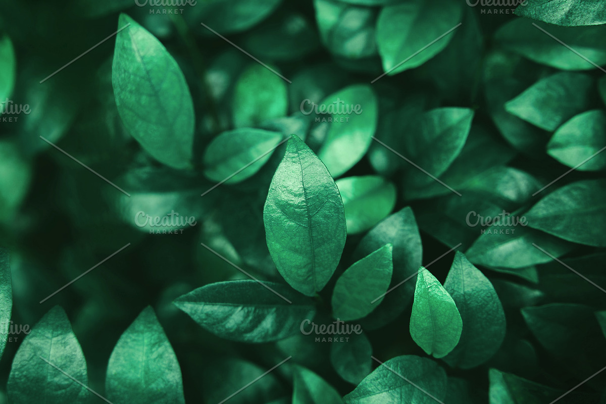 Natural Leaf Texture Background. Closeup of Green Leaf Surface., a Photo by salmon.black (Photo 1 of 3)