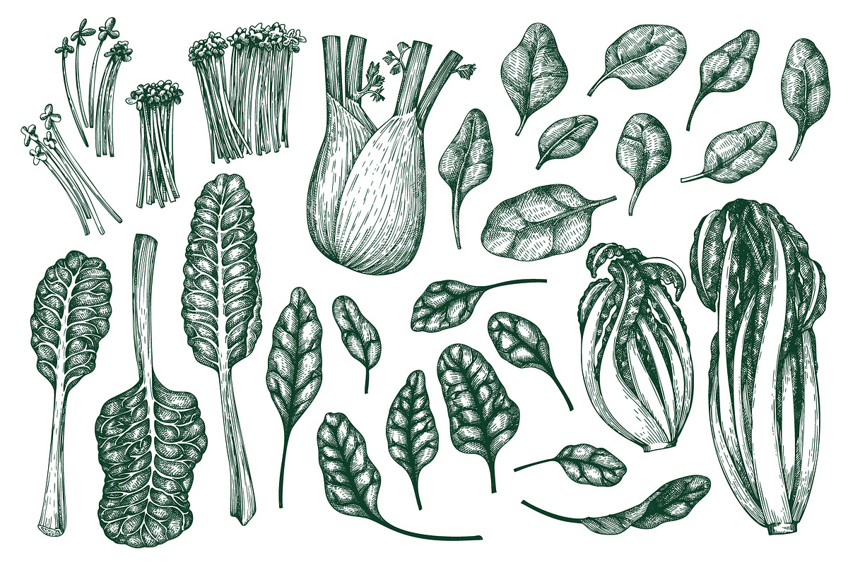 Green Salad Vector Collection, a Food Illustration by Lubov Illustrations Shop (Photo 2 of 7)