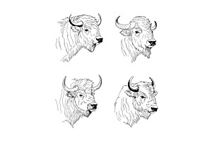 Bison Heads Ink Sketch Vector