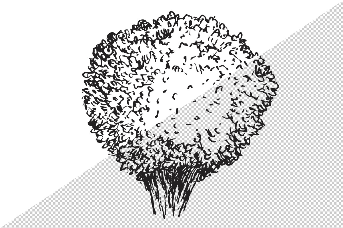 Hand drawn plants, an Object Illustration by CGterminal (Photo 7 of 7)