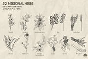Medicinal Herbs part 2 + Procreate, a Healthcare Illustration by Skliarova (Thumbnail 4 of 6)