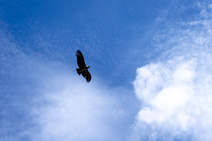 Condor soaring over the Colca Canyon in Peru, an Animal Photo by GoodGoods