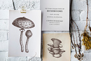 Vector Mushroom Sketches Set, a Seasonal Illustration by Yevheniia (Thumbnail 2 of 7)