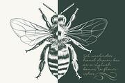 Calligraphic set of vintage flourish, an Object Illustration by FleurArt (Thumbnail 6 of 12)