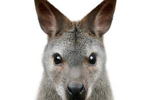 Wallaby isolated on white
