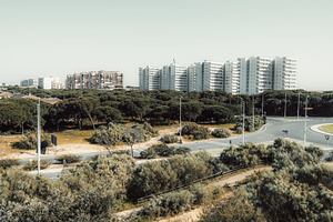 Urban skyline behind pine forest, an Architecture Photo by SkyNext