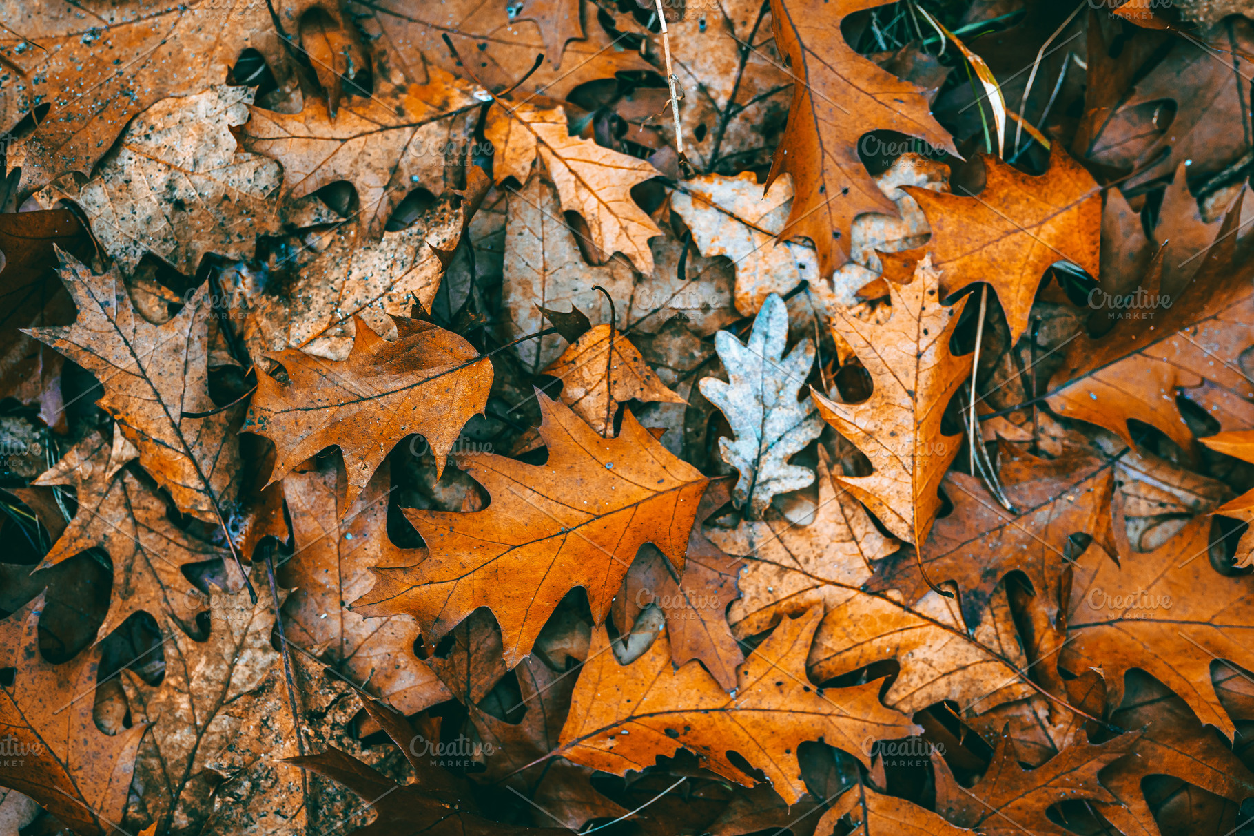 Autumn orange leaves background, an Abstract Photo by Valeryia P.