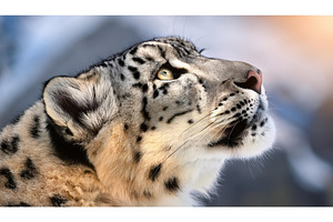 Snow leopard gazes upward, an Animal Photo by Igor Tichonow
