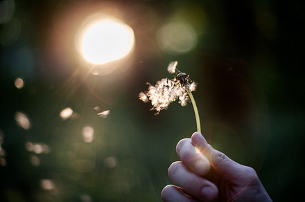 Dandelion in hand containing man, abstract, and arm, a Nature Photo by finwal89