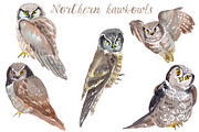 Watercolor Owls Bundle - 53 Owls, an Animal Illustration by YesFoxy (Thumbnail 8 of 11)