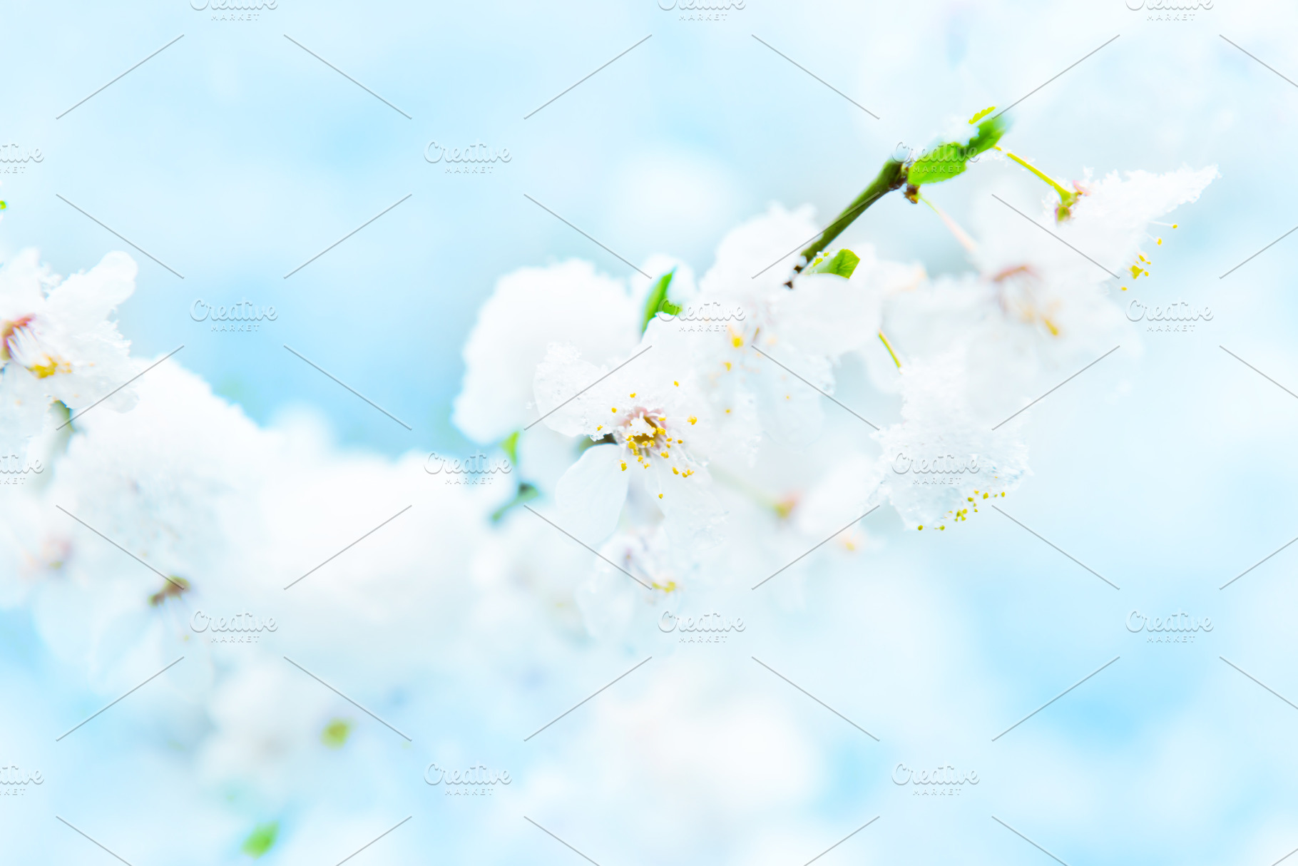 White flowers of branch cherry tree, a Nature Photo by Vapi