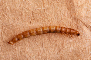 Close-up of a mealworm on a textured brown background, showcasin, a Food & Drink Photo by Ales Munt