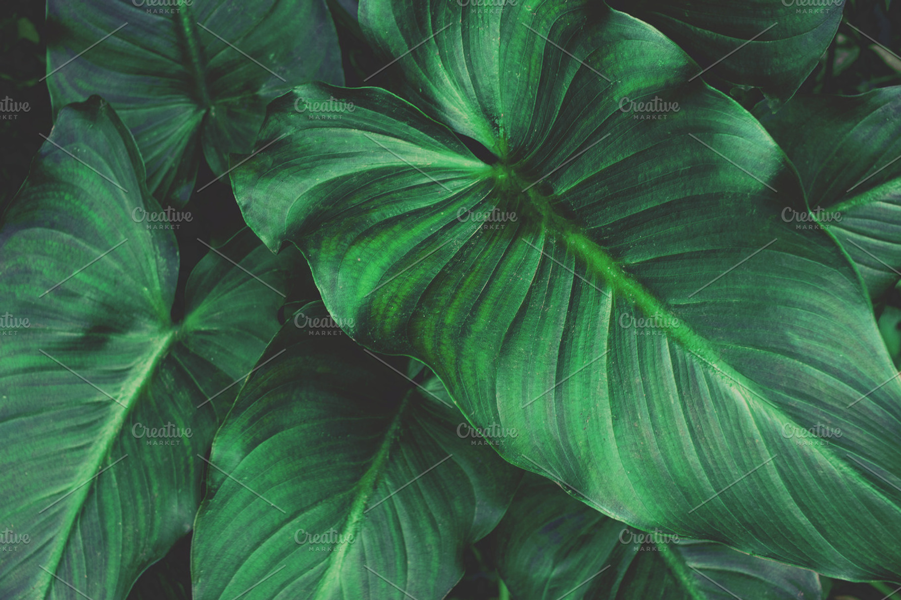 Large tropical leaves containing large tropical leaves, big leaves, and, a Nature Photo by René Jordaan Photography