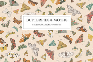 Butterflies & Moths