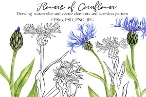 Flowers of Cornflower
