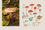Mushroom pattern collection, a Pattern Graphic by Alona Savchuk (Thumbnail 2 of 7)