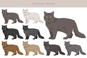 Chantilly Tiffany Cat clipart set, an Animal Illustration by pet design shop (Thumbnail 2 of 6)