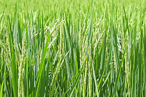 Rice plants, a Photo by saiko3p