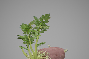 Young Potato Plant