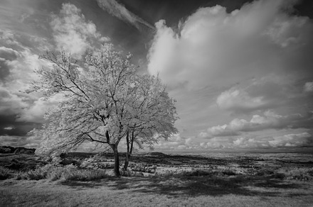 Lone Tree at Coaley Peak, Gloucester, a Nature Photo by Margaret Clavell