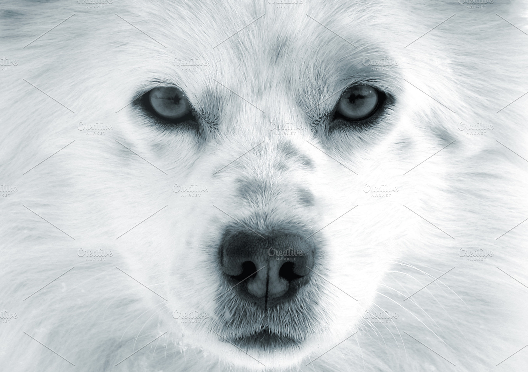 Dog muzzle closeup, an Animal Photo by BOOCYS