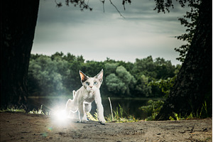 Devon Rex Cat exploring a beautiful, an Animal Photo by Our Amazing World