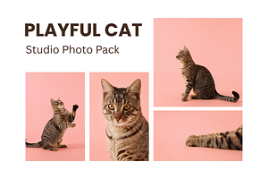 Playful Cat Studio Photo Pack – Pink