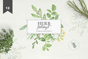 HERB BOTANIST watercolor clipart, a Decorative Illustration by Momo Studio (Thumbnail 2 of 15)