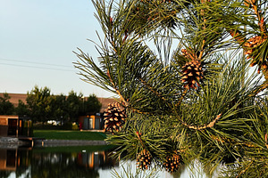 Close-up of a pine tree adorned with cones near a serene waterscape, a Photo by AS photostudio