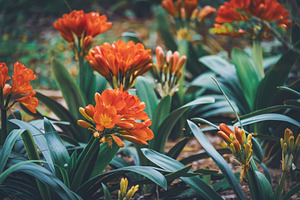 Flowers of Clivia miniata
