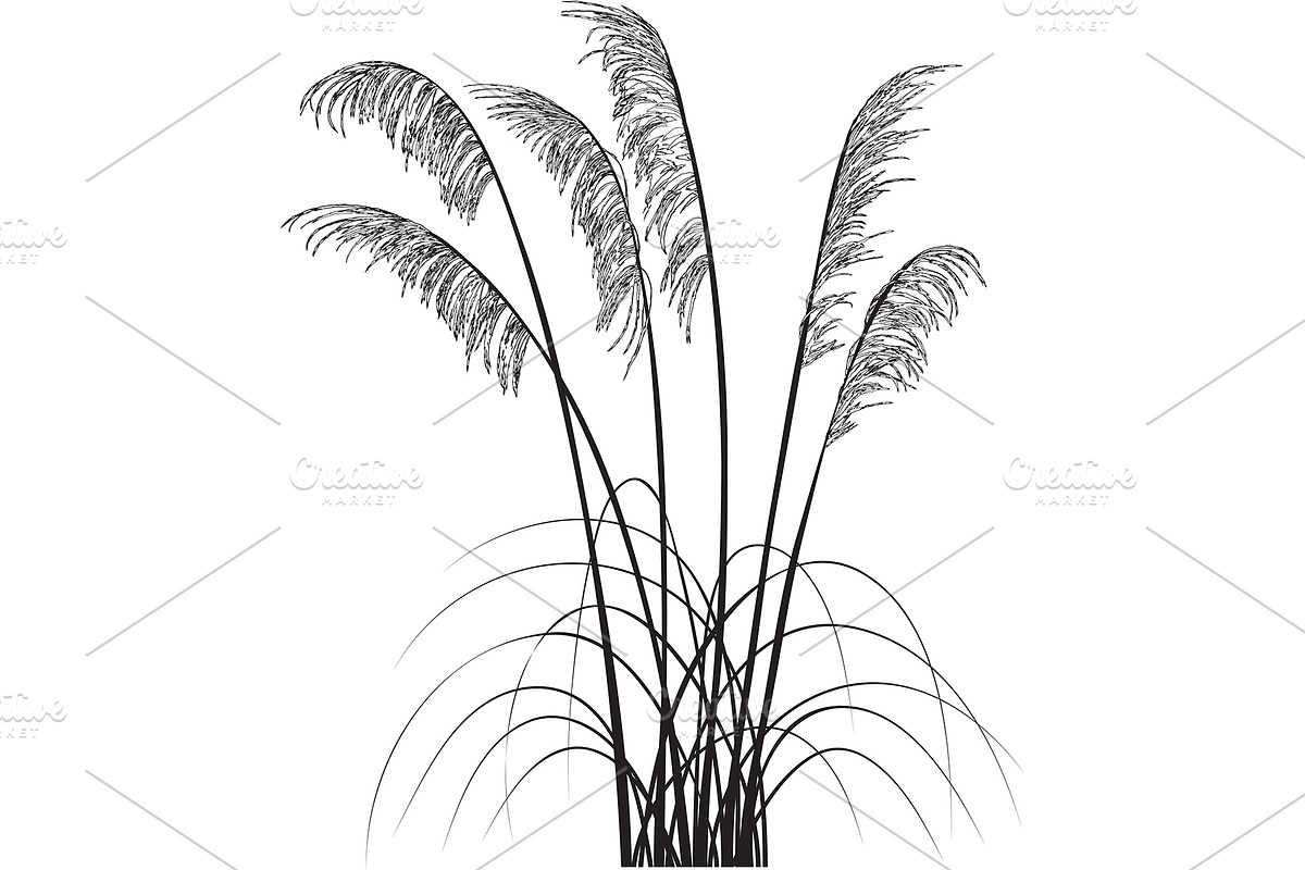Plants of New Zealand Vector Set, an Illustration by Anna Repp Illustration (Photo 5 of 5)