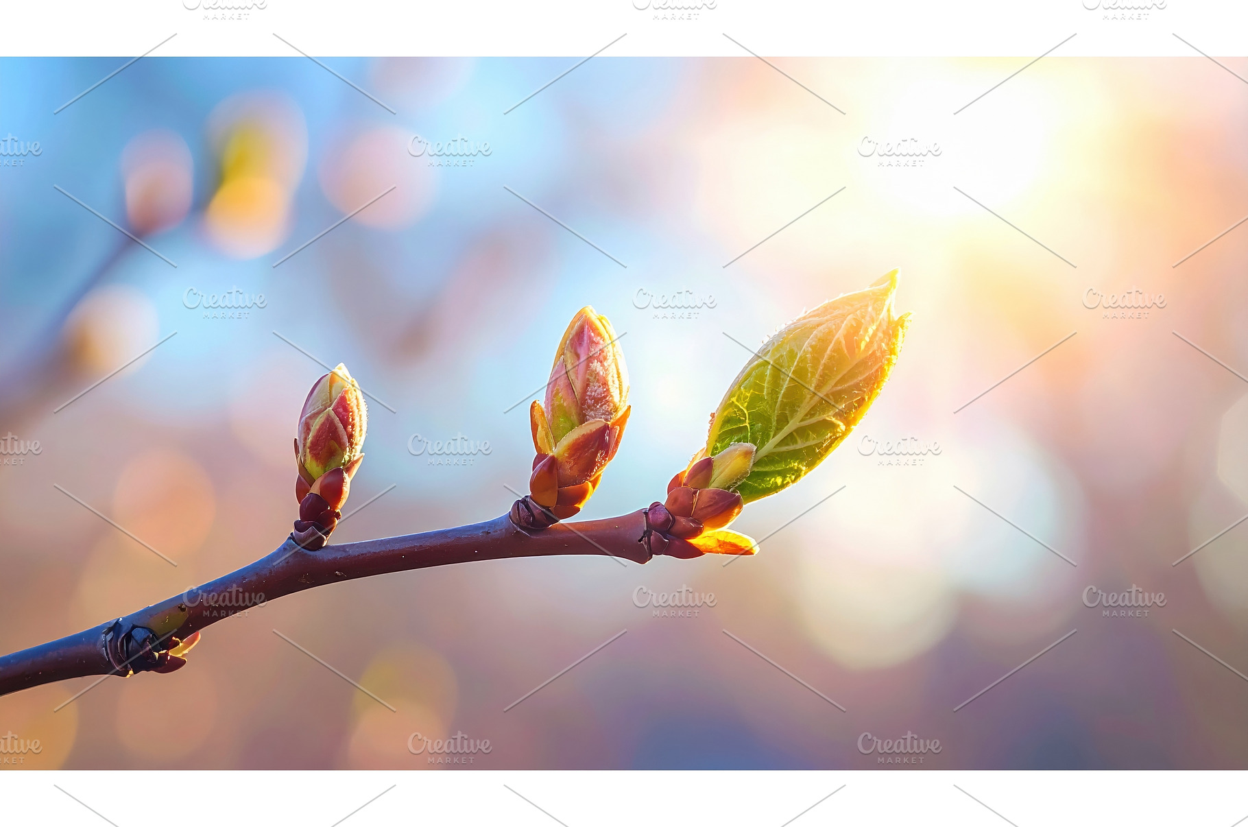 New buds on tree branch glowing in, a Nature Photo by Igor Tichonow