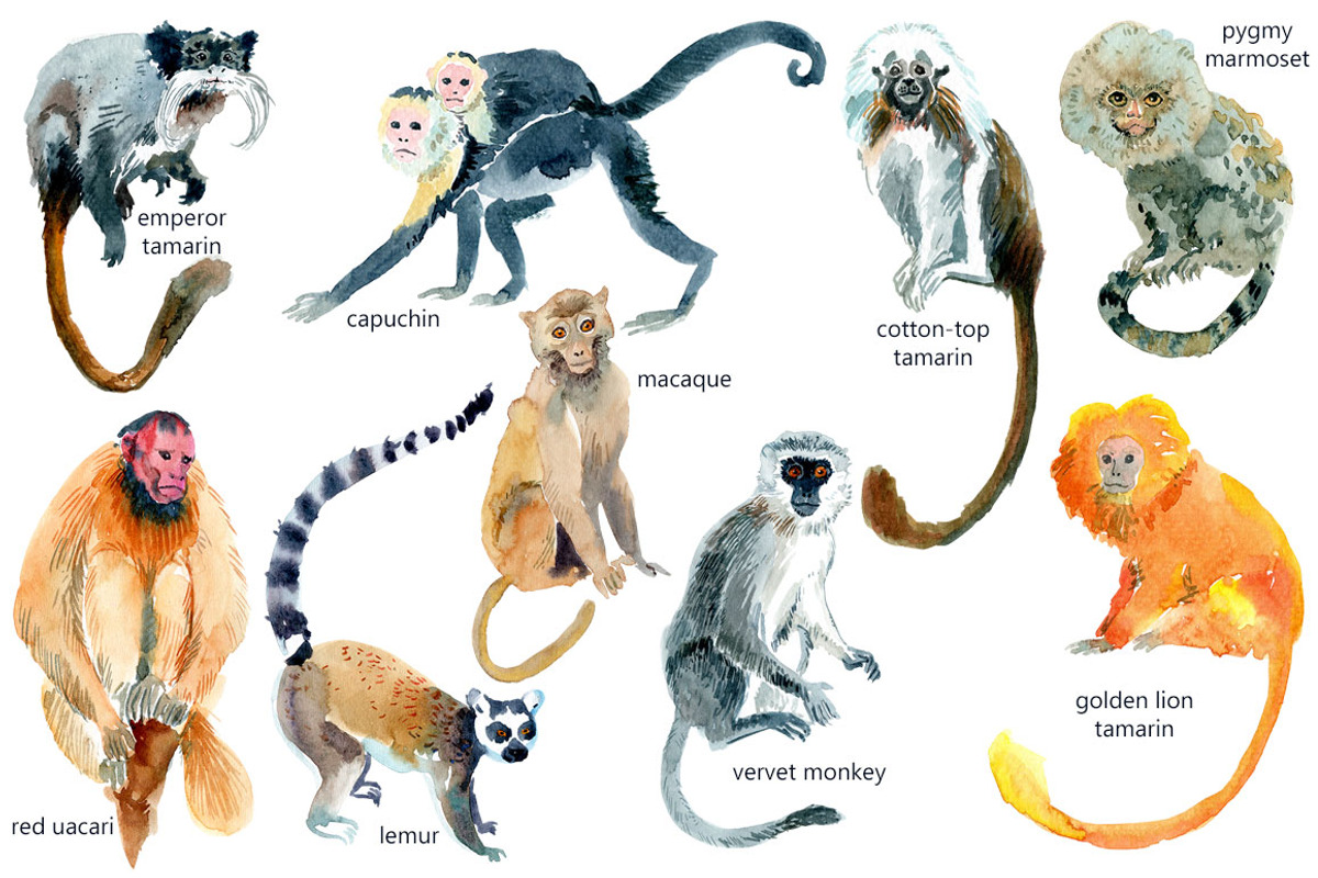 Watercolor Happy Monkeys, an Animal Illustration by Anastasia (Photo 8 of 13)