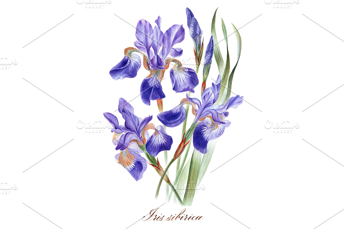 Irises set, a Decorative Illustration by Watercolor life (Photo 6 of 6)