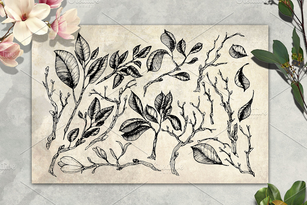 Magnolia flowers. Engraving style., a Decorative Illustration by Alena Kaz (Photo 4 of 12)