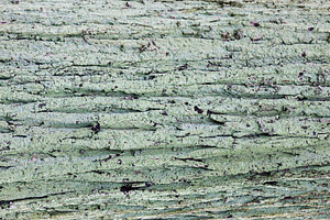 Natural old wood mossy background, an Abstract Photo by BOOCYS