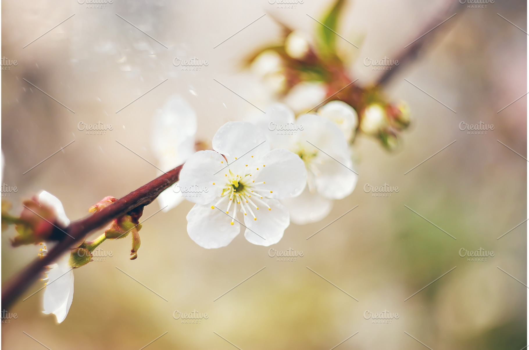 Flowering tree branches in spring, a Nature Photo by yanadjana