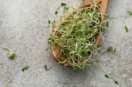Microgreens grown in a jar., a Food & Drink Photo by Olena Rudo