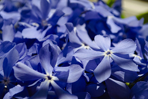 Close-up of beautiful blue lilac flowers with delicate petals., a Nature Photo by ndanko