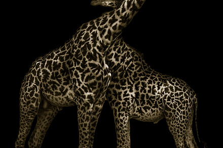 Jirafe Love, a Background Photo by Toni Tejón Photography
