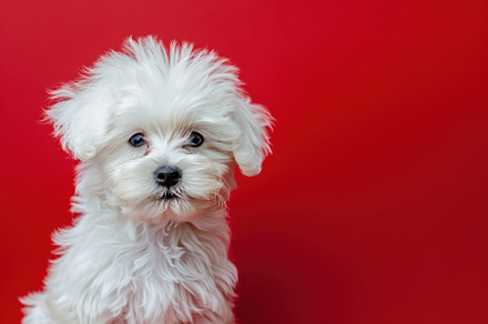 Fluffy Maltese Puppy Against Striking Red, Full of Cuteness and, an Animal Photo by José Manuel Gelpi