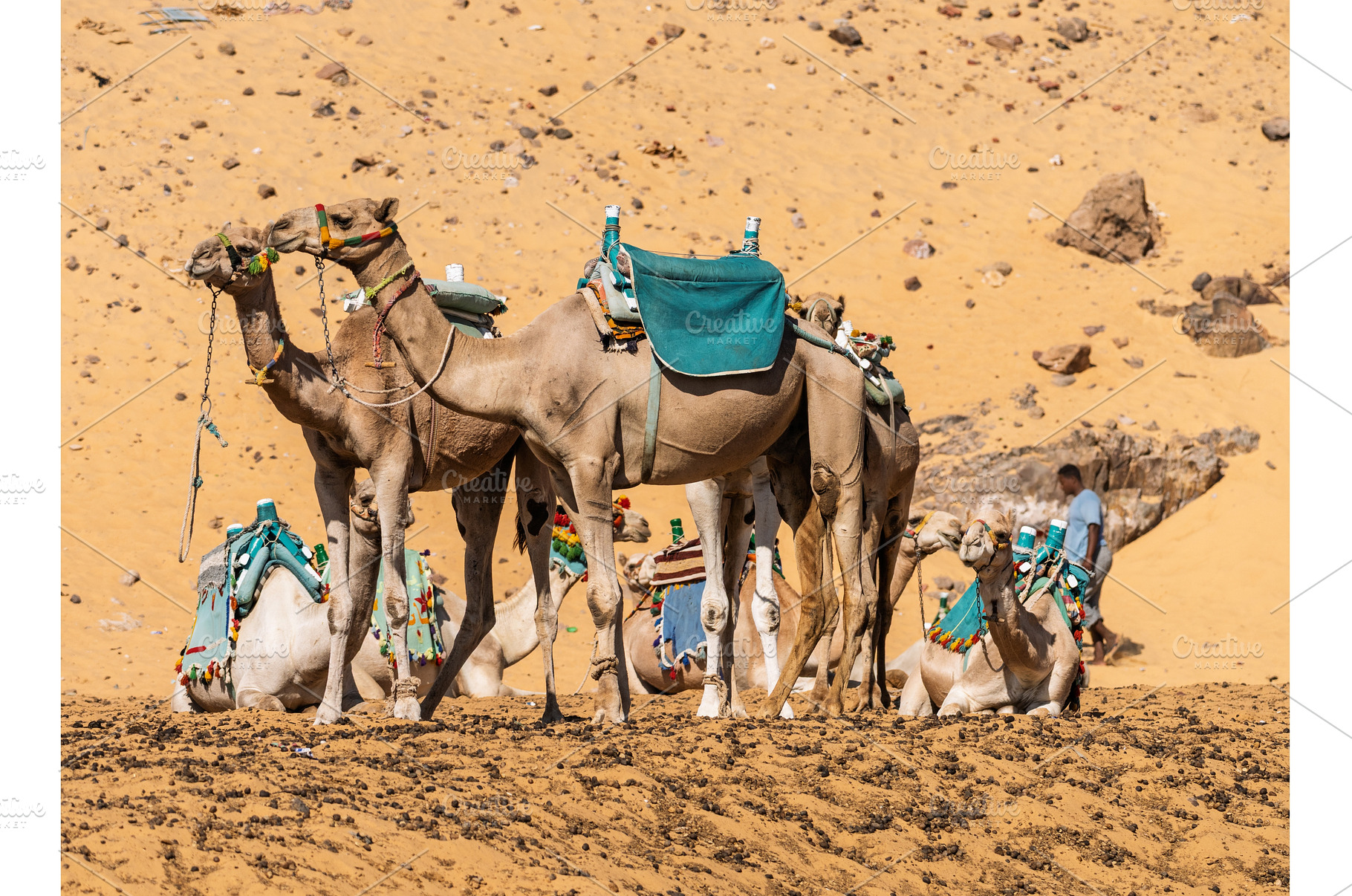 Camels ready for ride up the steep, an Animal Photo by Backyard Stock