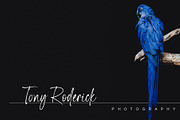 Bluegold | Modern Calligraphy, a Handwritten Font by Lemonthe (Thumbnail 5 of 7)