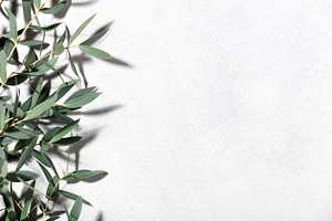 Minimal Botanical Background with Eucalyptus Leaves on Light Sur