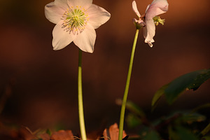 White flower in the spring forest