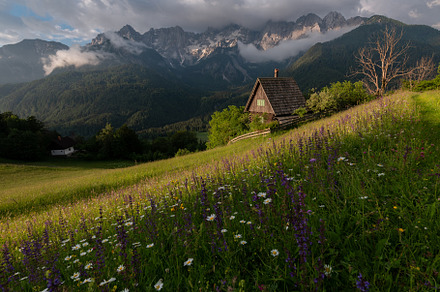 Flowers on the meadow in the mountains, a Nature Photo by Dreamy Pixel